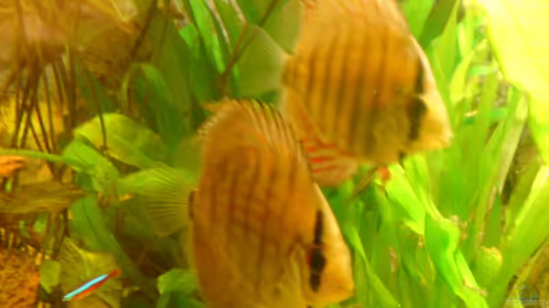 Schon jetzt ein Pärchen ??? von GGuardiaNN (17)