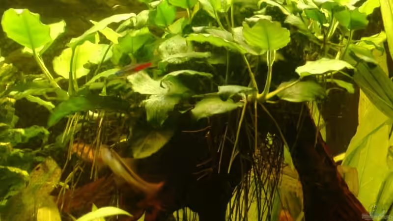 Schon lange angewachsen! Okt 2008 von Zwanni (22)