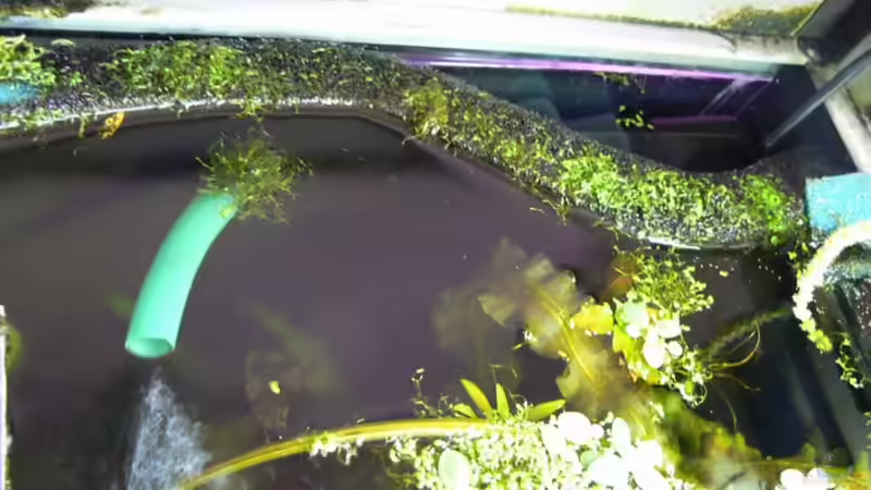 Schon schön besachsen von René Leubecher (16)