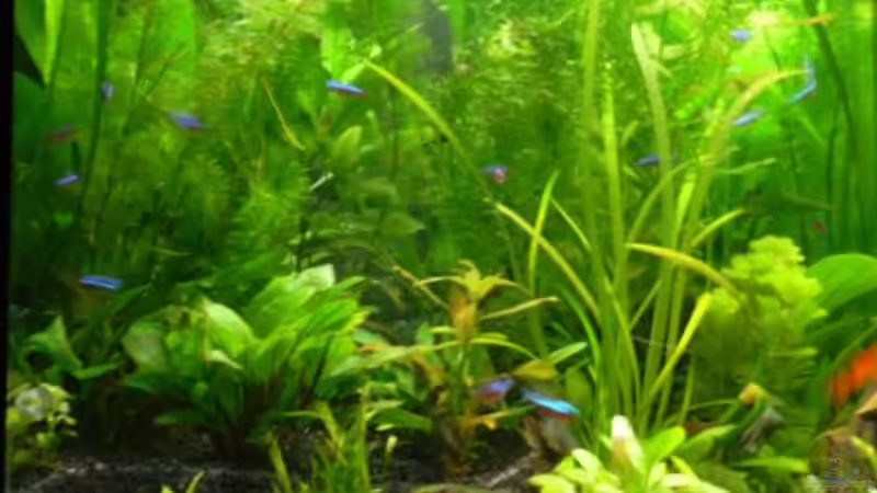 schon schön dicht von Sado-Uwe (19)