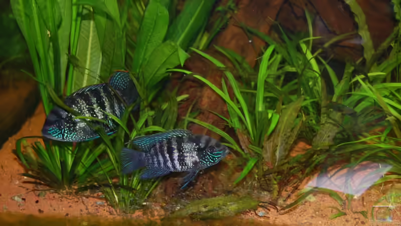 Schon wieder nachwuchs von Jan16 (30)