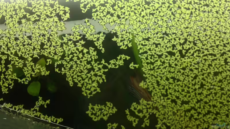 Schon zur plage geworden von Stefan (9)