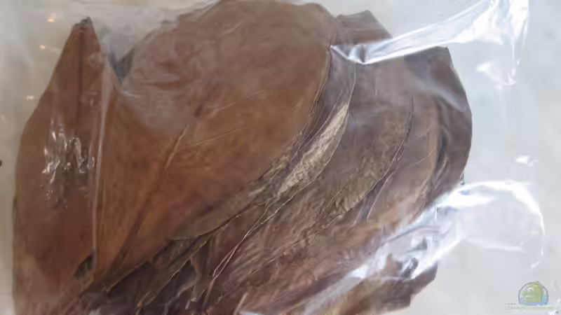 Schonende  Heilmethoden für Fische