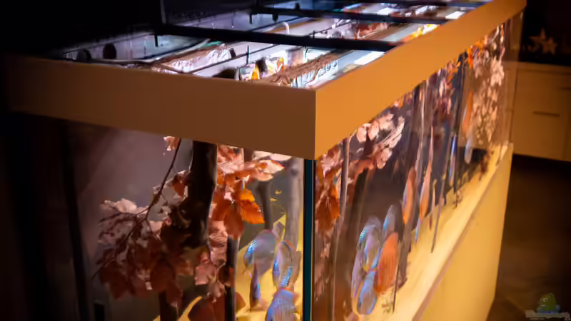 Schotten auf von DiskusMummy (33)