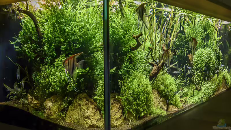 schräg linke Ansicht von JARB (10)