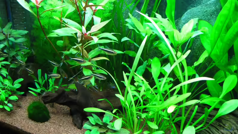 Schräg rechts aufgenommen von matze81 (4)