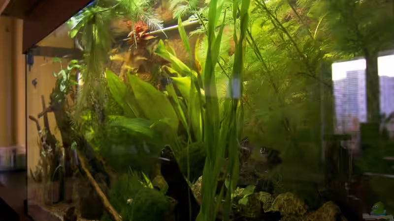 Schräg von der Seite von Flea78 (6)