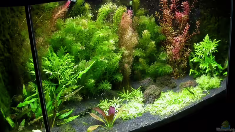 Schrägansicht 23.09.2008 von Susanne Schmohl (11)