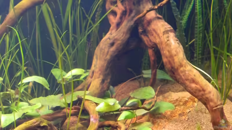 Schrägansicht der rechten Seite von Nick3 (40)