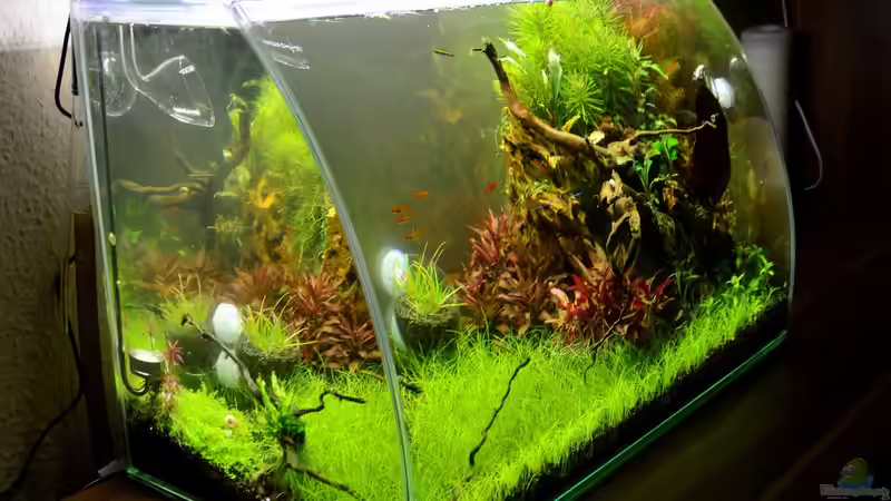 Schrägansicht vom Becken 2 von Rotkopfsalmler (3)