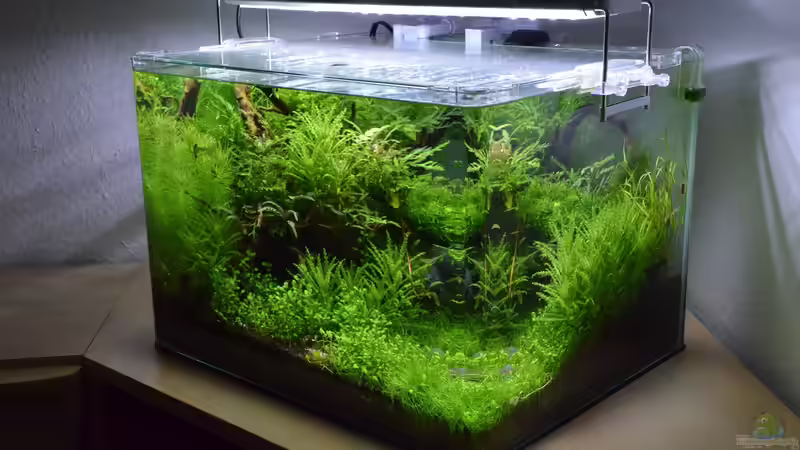 Schrägansicht von Gallius (4)