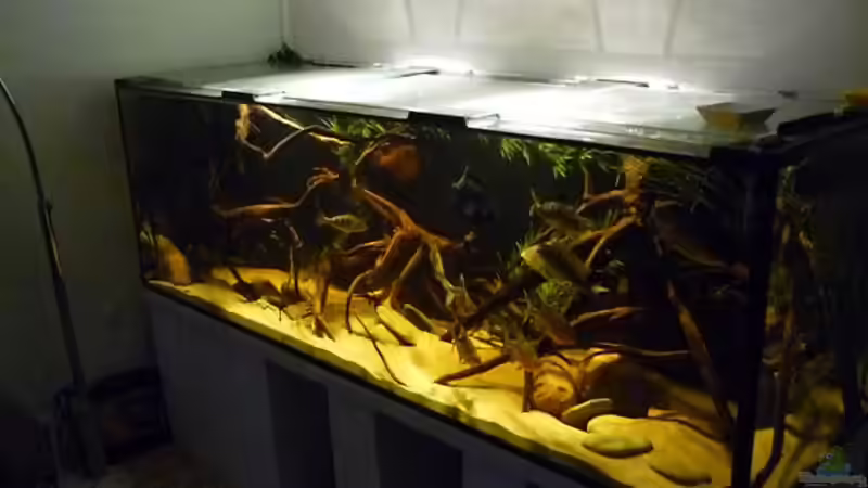 Schrägansicht von Monoculus (5)