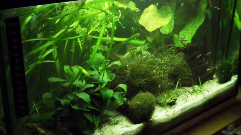 Schrägansicht von schwefelfell (2)