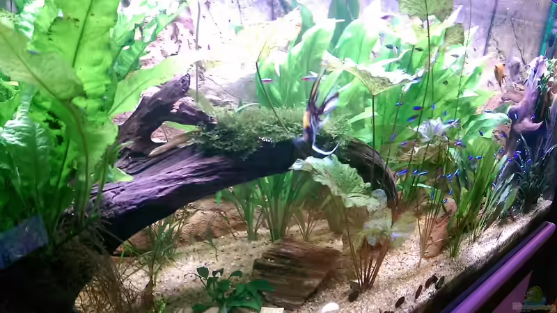 Schrägaufnahme von Ottche (72)