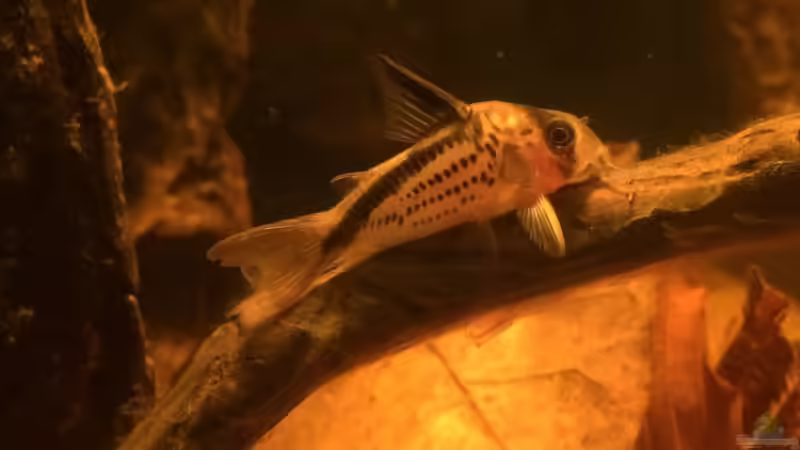 Aquarien mit Corydoras loxozonus (Deckers Panzerwels)