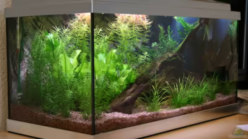 Schräge aktuell von bull70 (3)