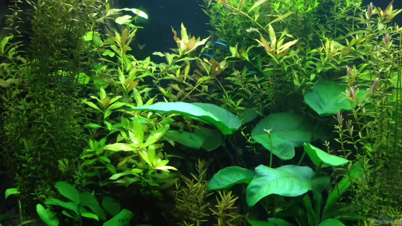 schräge Ansicht 2 von Americano (3)