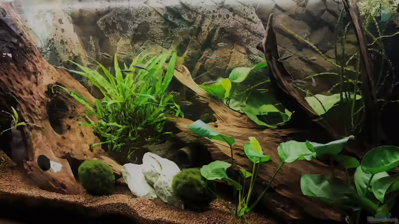 Schräge Ansicht Gesellschaftsaquarium von Tina50 (4)