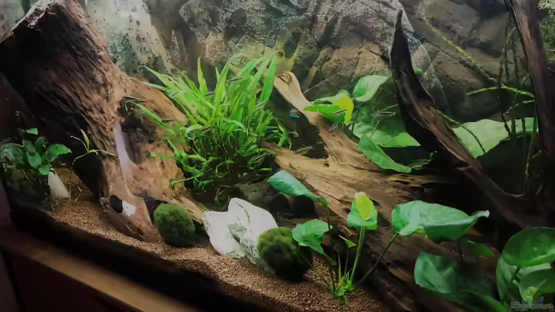 Schräge Ansicht Gesellschaftsaquarium von Tina50 (7)