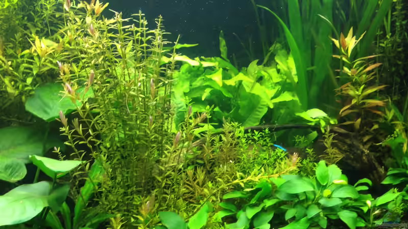 schräge Ansicht von Americano (2)