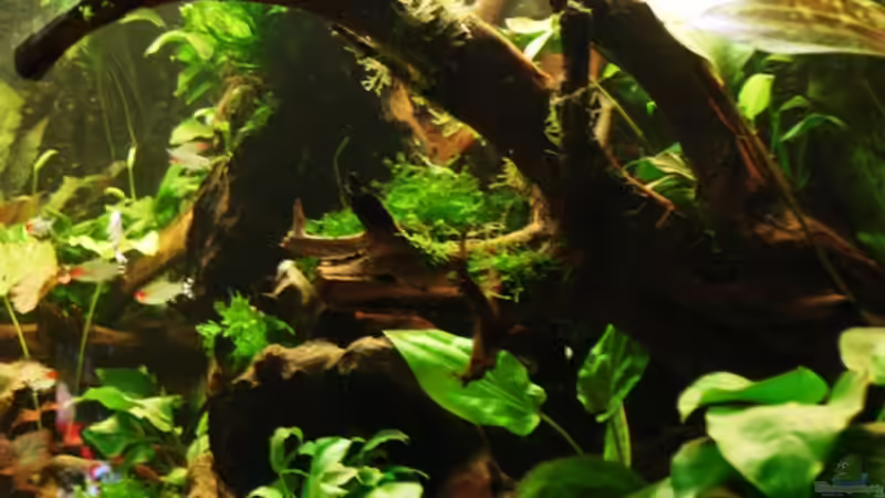 schräger Blick auf die größte Wurzel von Katja Knoll (12)