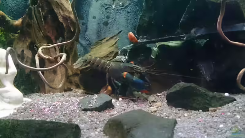 Schräglage von Miss Kasimir (8)