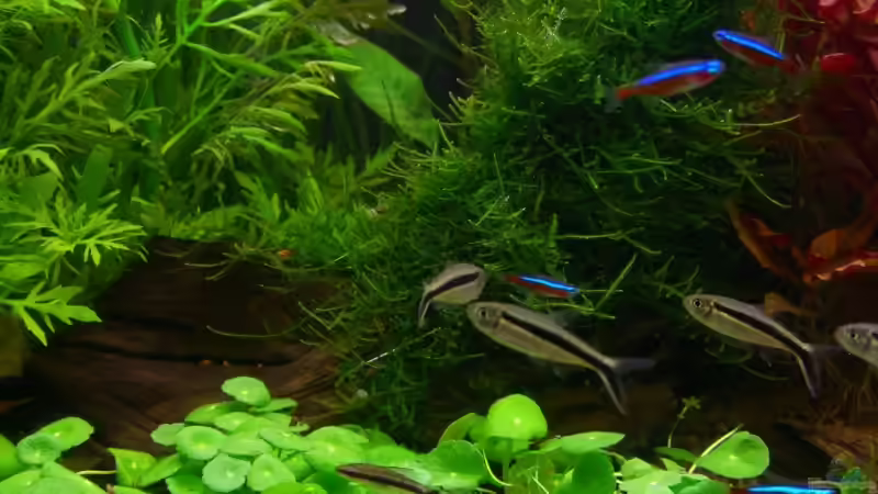 Schrägschwimmer, Neons und Zwergharnischwels von Andy Peter (6)