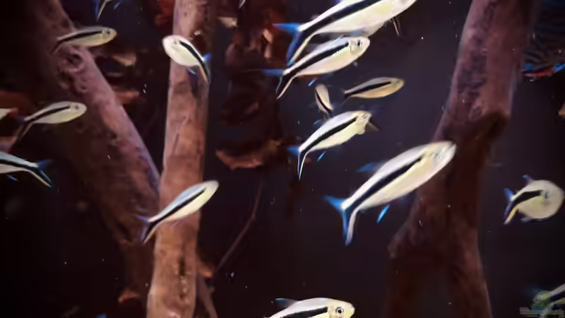 Schrägschwimmer, Thayeria boehlkei im Diskus Aquarium von DiskusMummy (102)