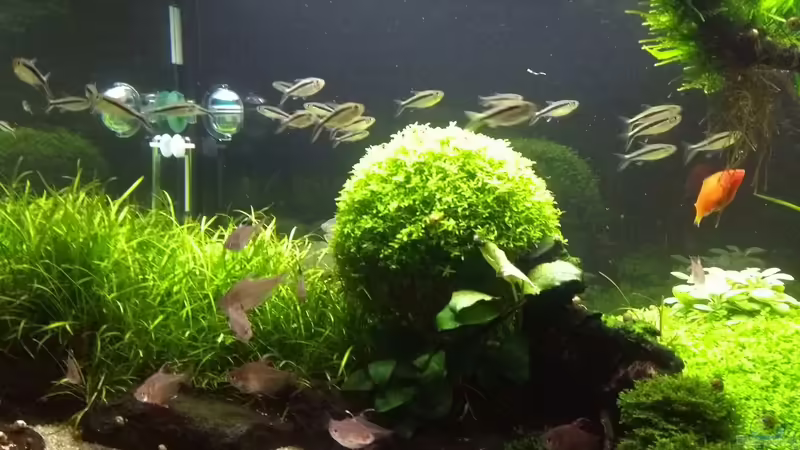 Aquarien mit Thayeria boehlkei (Schrägschwimmer)