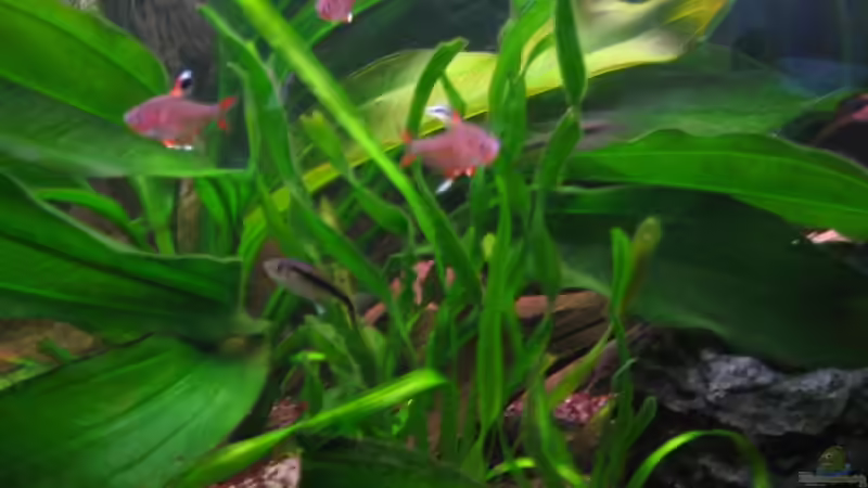 Schrägschwimmer und Salmler von Marco Weis (27)