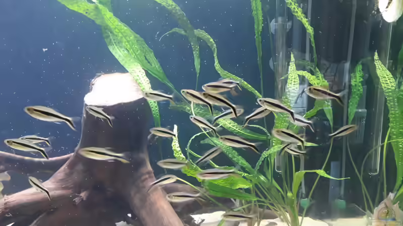 Schrägschwimmer von Mattl (11)