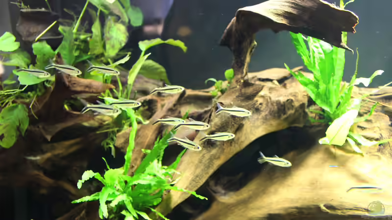 Schrägschwimmer von Tim E. (16)