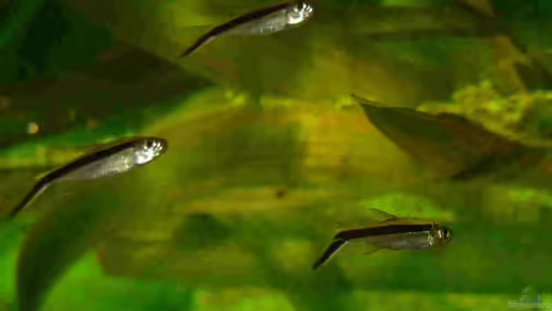 Aquarien mit Thayeria boehlkei (Schrägschwimmer)