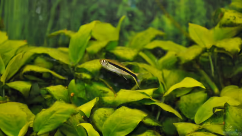 Aquarien mit Thayeria boehlkei (Schrägschwimmer)