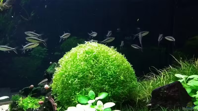 Aquarien mit Thayeria boehlkei (Schrägschwimmer)