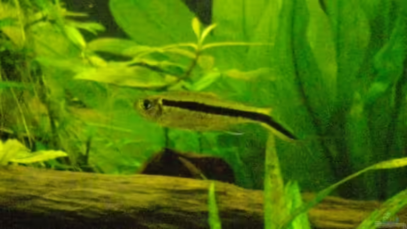 Schrägschwimmerchen von Caricciola (36)