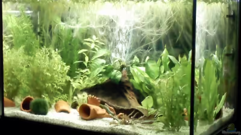 Schrägsicht Aufzuchtsbecken von Mandy Liebig (3)