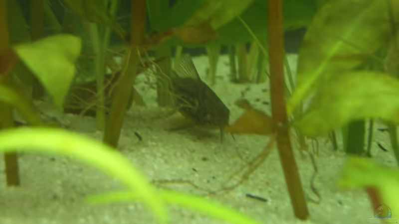Aquarien mit Corydoras elegans (Schraffierter Panzerwels)