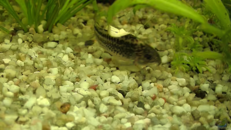 Aquarien mit Corydoras elegans (Schraffierter Panzerwels)