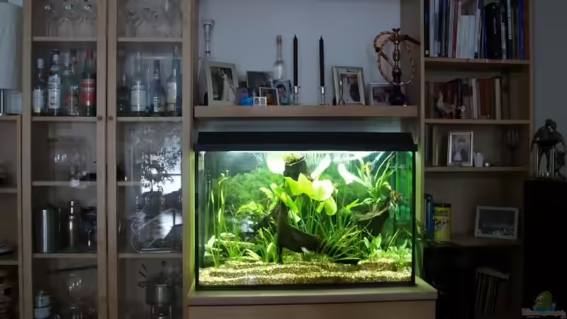 Schrankwand von vorne von Thomas Rengier (5)