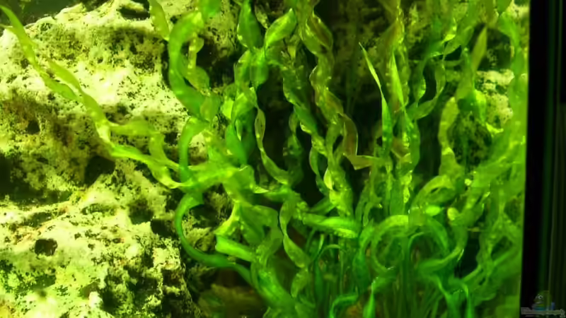 Schrauben Vallisnerie von Marcel Stober (4)