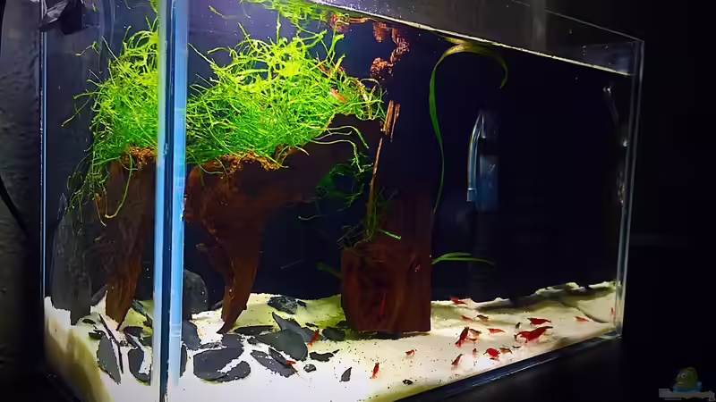 schreg von links von Sale87 (4)