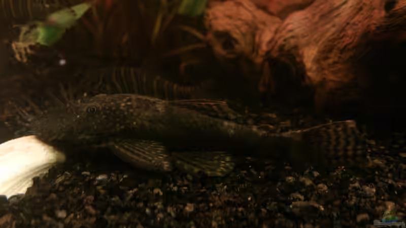 Schröder von Silvia78 (3)