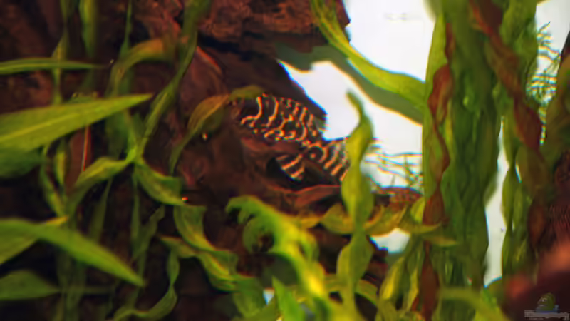 Aquarien für Hypancistrus sp. "L333" (Einrichtungsbeispiele für Königstiger-Harnischwels, L-333)