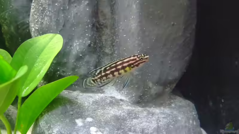 schüchtern ?! von Trooper (74)