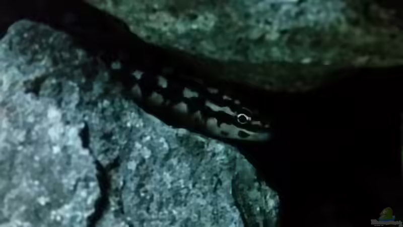 Schüchterner Transcriptus von Uwe B. (5)