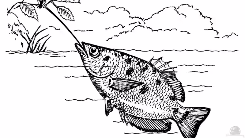 Schützenfische: So werden sie zu Robin Hood