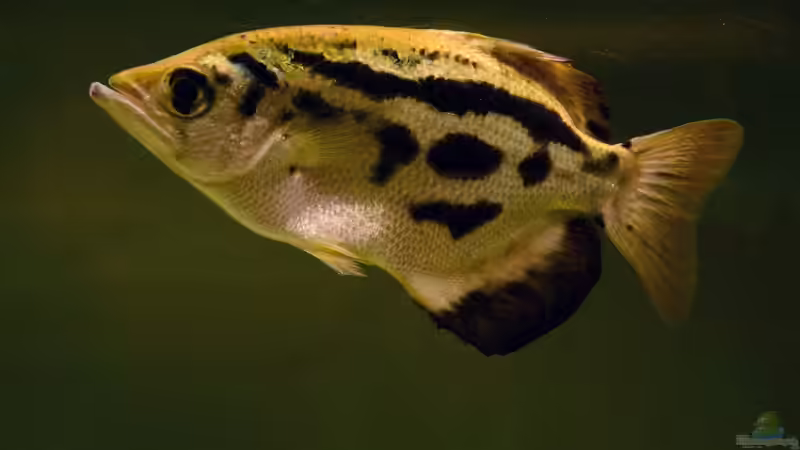 Schützenfische: So werden sie zu Robin Hood