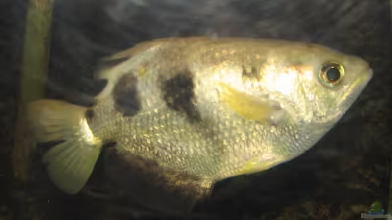 Schützenfische: So werden sie zu Robin Hood