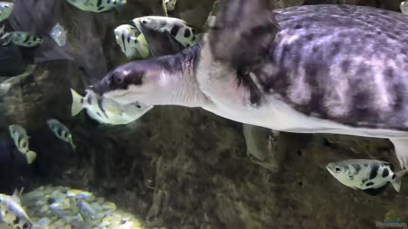 Schützenfische: So werden sie zu Robin Hood